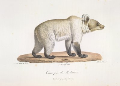 Asturian fem karhu. Naaras espanjalainen karhu, Natural History of Mammals (väri litho) tekijältä French School