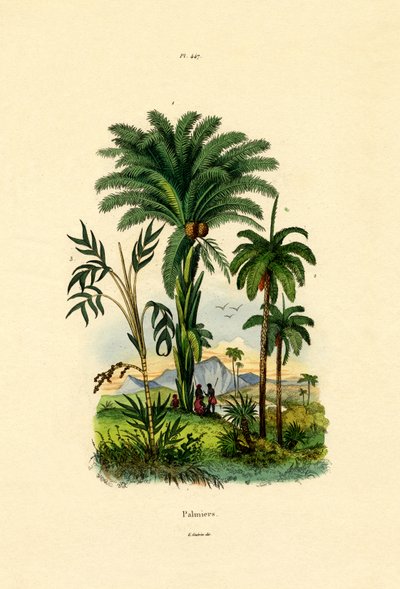 Palmut, 1833-39 tekijältä French School
