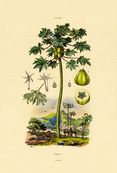 Papaija, 1833-39 tekijältä French School