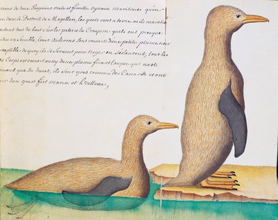 Pingviinit, Magellanin salmi, akvarelli lokikirjasta. Jacques Gouin de Beauchesne (1652-1730), Compagnie royale de la Mer du Sudin kapteeni, 1698-1701, Ranska tekijältä French School
