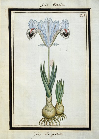 Persialainen iiris, noin 1700 tekijältä French School
