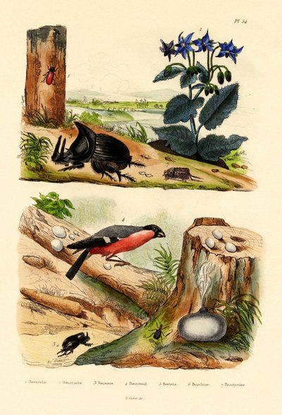 Pine Weevil, 1833-39 tekijältä French School