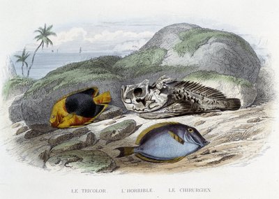 Kalat: Trikolori, kauhea ja kirurgi - Lacépèden "Histoire Naturelle" -kirjassa, toim. Veurne, Pariisi tekijältä French School