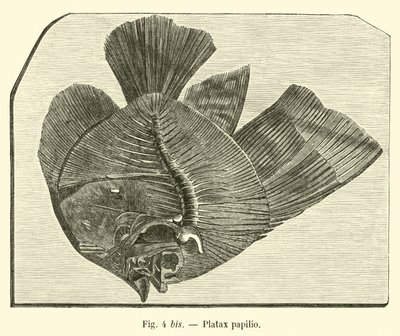 Platax-perhonen tekijältä French School