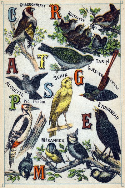 Levy 1: kultavarpu, wrens, siskin, kiuru, kanaria, afrikkalainen mehiläissyöjä, tikka, kottarainen, poikaset. Kaiverrus "lintujen tavukirjaimiin". Serie A. Pellerin et Cie, kirjapainot-kustantajat, Epinal, 1800-luvun loppu. Kromolitografit. Pieni 8- tekijältä French School