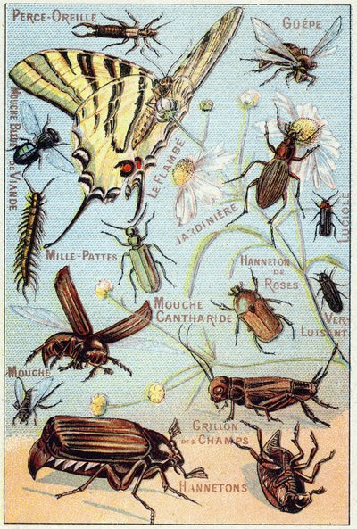 Levy 2: Korvien lävistys, Gupe, Blue Meat Fly, Flambe, Gardener, Centipedes, Firefly, Rose Channeton, Gloss mato, Perho, Field Cricket, Chablets tekijältä French School