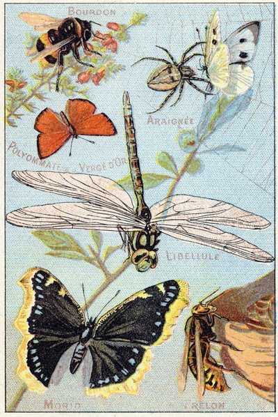 Levy 3: Bumblebee, Araignee, Goldenrod polyommate, sudenkorento, Morio, Hornet. Kaiverrus "Perhosten ja hyönteisten tavukirjaimissa". Serie A. Pellerin et Cie, kirjapainot-kustantajat, Epinal, 1800-luvun loppu. Kromolitografit. Pieni 8-sivuinen ilmoitus tekijältä French School
