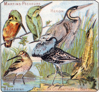 Levy 3: Kingfisher, Heron, Becassine, Ritaritaistelu, Butor. Kaiverrus "lintujen ja matelijoiden tavuaakkosilla". Serie A. Pellerin et Cie, kirjapainot-kustantajat, Epinal, 1800-luvun loppu. Kromolitografit. Pieni 8-sivuinen mainosalbumi, joka sisältää tekijältä French School