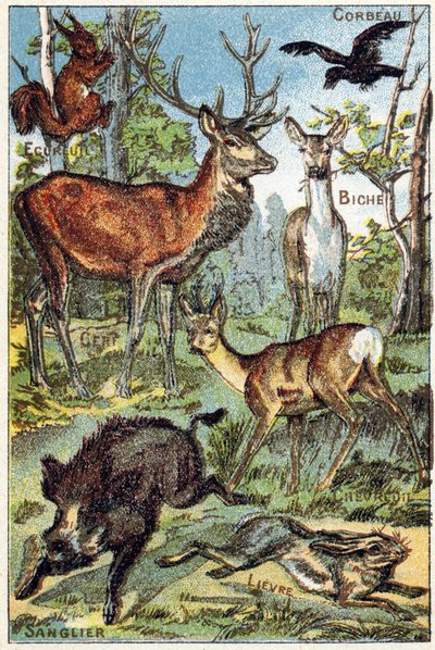 Levy 3: korppi, orava, väriaine, peura, hirvi, villisian, jänis. Kaiverrus "Syllabary aakkoset kaikenlaisia punajuuria"". Serie A. Pellerin et Cie, kirjapainot-kustantajat, Epinal, 1800-luvun loppu. Kromolitografit. Pieni 8-sivuinen mainosalbumi, joka sisä tekijältä French School
