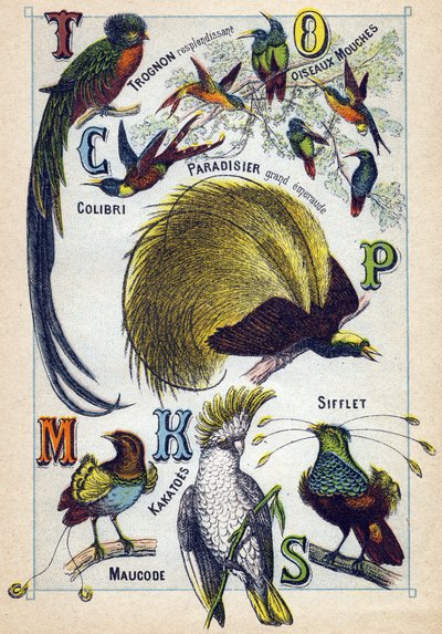Levy 3: Loistava ydin, Perholinnut, Hummingbird, Emerald Paradise, Kakatoes, Whistle, Maucode. Kaiverrus "lintujen tavukirjaimiin". Serie A. Pellerin et Cie, kirjapainot-kustantajat, Epinal, 1800-luvun loppu. Kromolitografit. Pieni 8-sivuinen mainos tekijältä French School