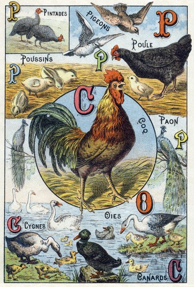 Levy 3: helmikanat, kyyhkyset, poikaset, kanat, kukko, riikinkukko, joutsenet, hanhet, ankat. Kaiverrus "Kotieläinten tavuaakkoset ja maatila". Serie A. Pellerin et Cie, kirjapainot-kustantajat, Epinal, 1800-luvun loppu. Kromolitografiat . Koko: 19,5 tekijältä French School
