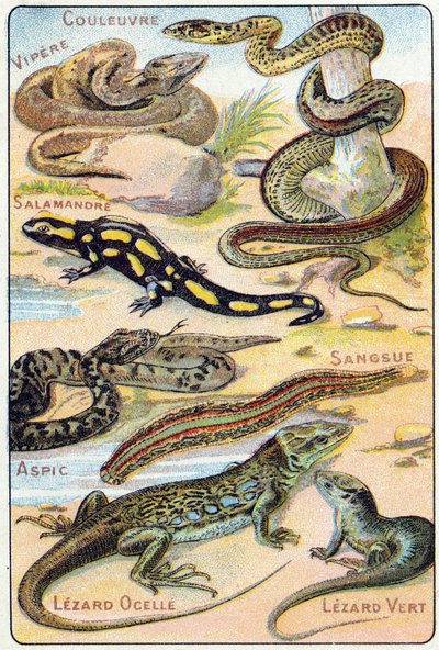 Levy 4: Käärme, Kyy, Salamanteri, Aspic, Iilimato, Lezard ocelle, Green Lezard. Kaiverrus "lintujen ja matelijoiden tavuaakkosilla". Serie A. Pellerin et Cie, kirjapainot-kustantajat, Epinal, 1800-luvun loppu. Kromolitografit. Pieni 8-sivuinen mainos al tekijältä French School