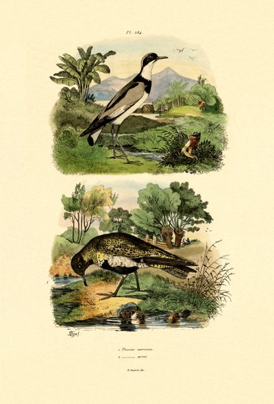 Plover, 1833-39 tekijältä French School