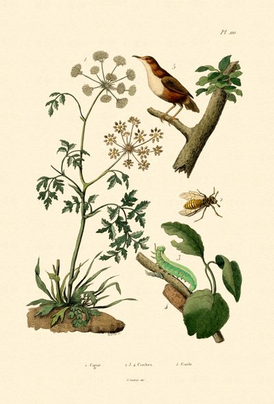 Poison Hemlock, 1833-39 tekijältä French School
