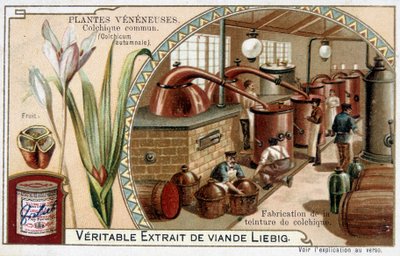 Myrkkykasvit: tavallinen kolkiaali ja kolkiaalitinktuurin valmistus - kromo. Liebig, 1800-luvun loppu tekijältä French School