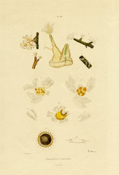 Polyyppi, 1833-39 tekijältä French School