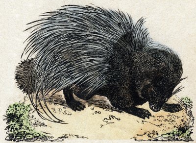 Porc-eepos (Pig eepos). Kaiverrus "" Alphabet des animaux sauvages"". 9. sarja. Kuvia Epinalista, Pellerin, paino-kustantaja, noin 1870. Kaiverrukset puuhun, stenciloitu. 16 sivua. Mitat: 20 x 15 cm. Yksityinen kokoelma tekijältä French School