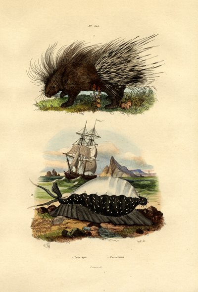 Porcupine, 1833-39 tekijältä French School