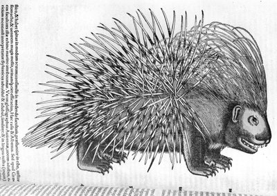 Porcupine, Conrad Gesnerin (1516-65) Historia Animaliumista 1551 tekijältä French School