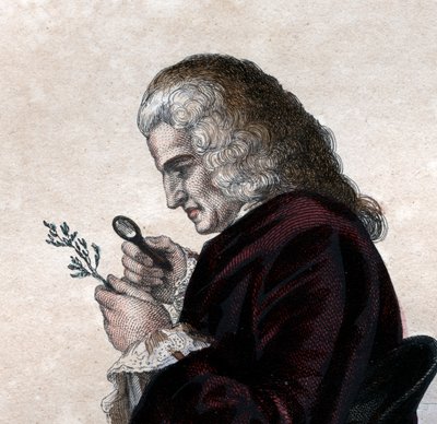 Ranskalaisen luonnontieteilijän Bernard de Jussieun (1699-1777) muotokuva. tekijältä French School