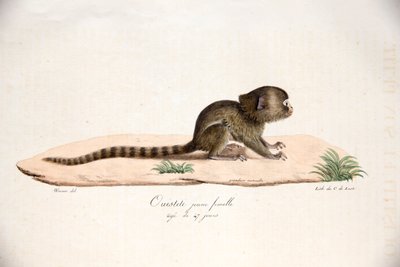 Pygmy Marmoset, Natural History of Mammals, alkuperäisillä hahmoilla, kirjoittaneet Étienne Geoffroy Saint-Hilaire ja Frédéric Cuvier, 1824-42 tekijältä French School
