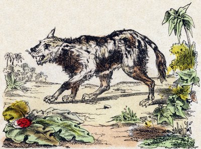 Quachy (leijonakoiralaji Etelä-Amerikasta). Kaiverrus "" Alphabet des animaux sauvages"". 9. sarja. Kuvia Epinalista, Pellerin, paino-kustantaja, noin 1870. Kaiverrukset puuhun, stenciloitu. 16 sivua. Mitat: 20 x 15 cm. Yksityinen kokoelma tekijältä French School