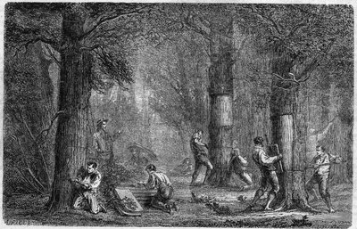 Liege-tammen (oak-liege) kuoren muistutus. Louis Figuierin kaiverrus "" Kasvien historiaan" -julkaisussa "" Le Monde Illustré"" nro 399, 3. joulukuuta 1864. tekijältä French School