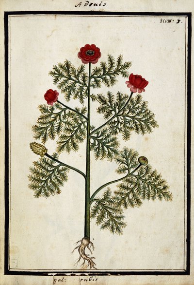 Punainen Adonis, noin 1700 tekijältä French School