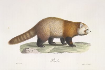 Punainen panda. Ailurus fulgens, Natural History of Mammals (väri litho) tekijältä French School