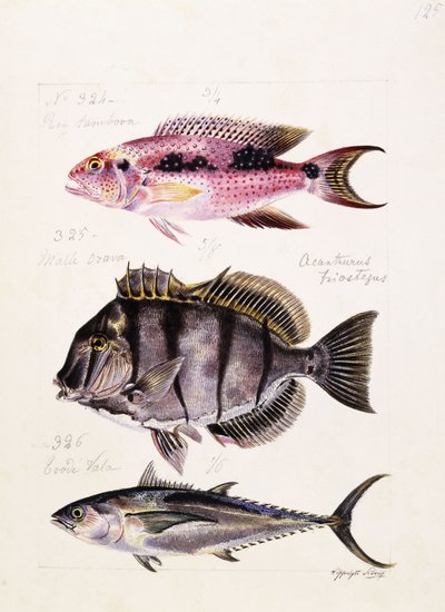 Rey tambova jne., noin 1850 tekijältä French School