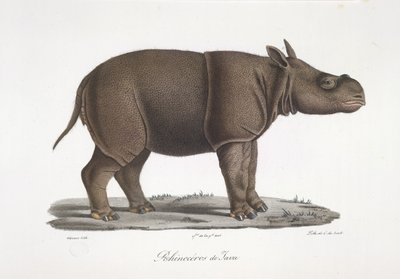 Jaavan Rhinoceros, Natural History of Mammals (väri litho) tekijältä French School