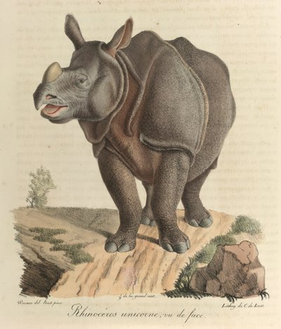 Yksisarvinen sarvikuono. Sarvikuono, teoksesta "Nisäkkäiden luonnonhistoria" (väri litho) tekijältä French School