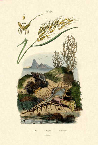 Riisi, 1833-39 tekijältä French School