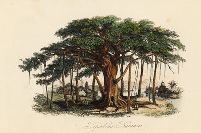 Pyhä viikunapuu, Ficus religiosa, joka tunnetaan myös nimellä bodhi-puu, banian-puu, banian-puu, pippala-puu, peepul-puu, peepal-puu tai ashwattha-puu tekijältä French School