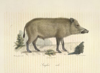 Karju, uros, Natural History of Mammals (väri litho) tekijältä French School