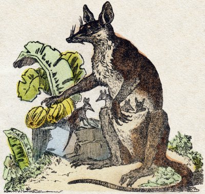 Sarigue (possum). Kaiverrus "" Alphabet des animaux sauvages"". 9. sarja. Kuvia Epinalista, Pellerin, paino-kustantaja, noin 1870. Kaiverrukset puuhun, stenciloitu. 16 sivua. Mitat: 20 x 15 cm. Yksityinen kokoelma tekijältä French School