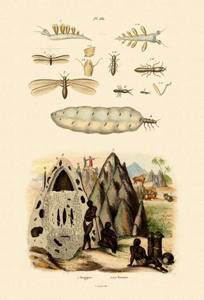 Merietana, 1833-39 tekijältä French School