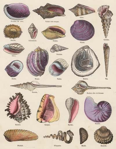 Seashells (värillinen kaiverrus) tekijältä French School