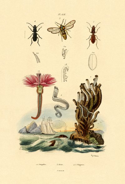 Serpulidit, 1833-39 tekijältä French School