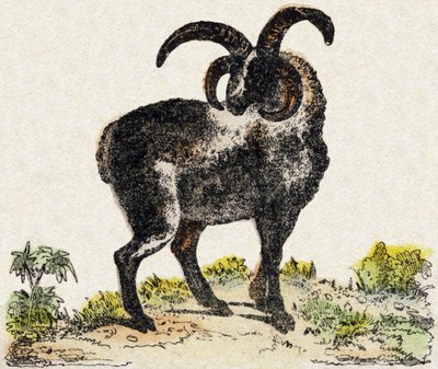 lampaat. Kaiverrus "" Alphabet des animaux sauvages"". 9. sarja. Kuvia Epinalista, Pellerin, paino-kustantaja, noin 1870. Kaiverrukset puuhun, stenciloitu. 16 sivua. Mitat: 20 x 15 cm. Yksityinen kokoelma tekijältä French School