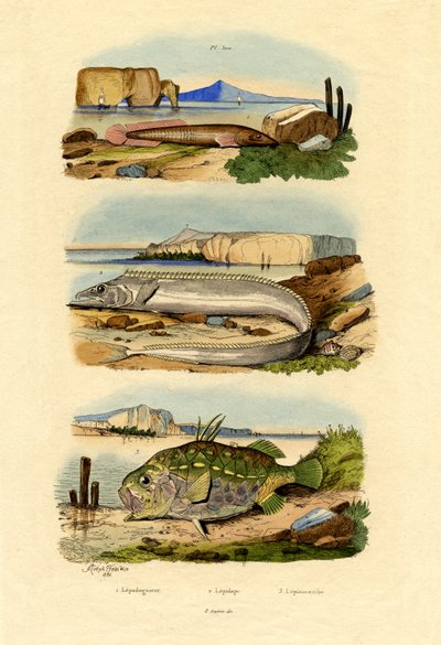 Shore Clingfish, 1833-39 tekijältä French School