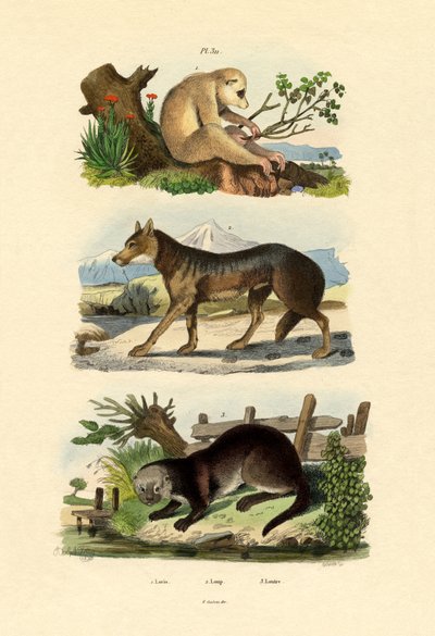 Sloth Ape, 1833-39 tekijältä French School