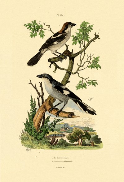 Southern Grey Shrike, 1833-39 tekijältä French School
