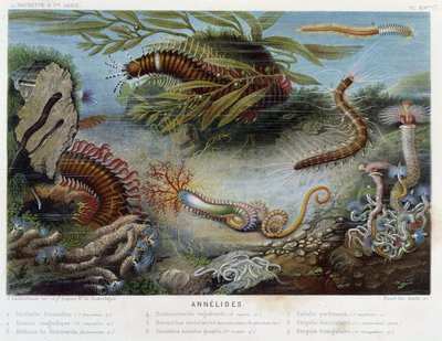 Sunapte de Duvernoy - Alfred Fredolin elokuvassa "" Le Monde de la Mer". toim. Paris, Hackette. tekijältä French School