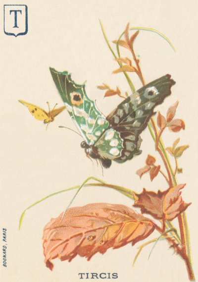 T: Tircis (Pararge aegeria) tekijältä French School