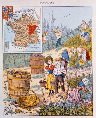 Viinirypäleen sato Burgundiassa, kuva koulun oppikirjasta, n. 1910 tekijältä French School