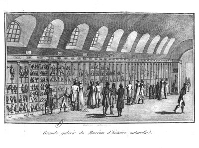 Luonnonhistoriallisen museon suuri galleria Pariisissa tekijältä French School