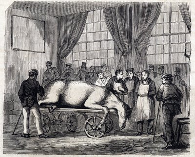Alfortin kansallinen eläinlääkintäkoulu - Les grandes écoles de France - Maison Alfortin eläinlääkintäkoulu vuonna 1866 - Leikkaussali - Kaiverrus "Le monde illustrious" vuodelta 1866 tekijältä French School