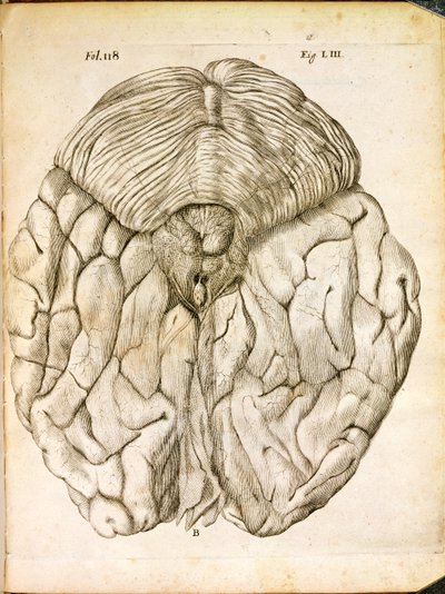 Aivojen rakenne, Rene Descartesin (1596-1650) De Homine Figuris -kirjasta, joka julkaistiin Haagissa, 1662 tekijältä French School