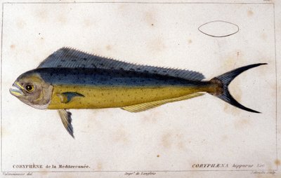 Välimeren delfiinikalat Cuvierin, Valenciennesin, Pariisin "kalan luonnonhistorian" mukaan tekijältä French School